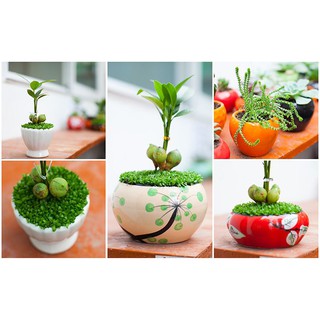 Hạt Giống Cỏ May Mắn - 100 Hạt
