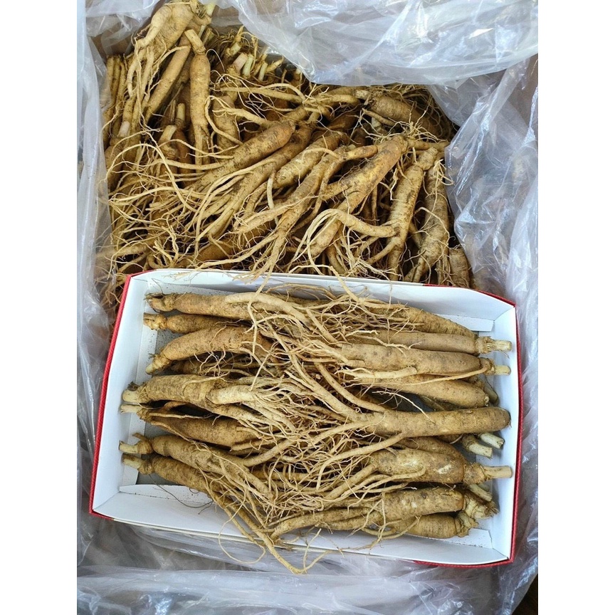 SÂM TƯƠI LOẠI 22-28 Củ /1kg_SÂM TƯƠI CHUẨN HÀN QUỐC