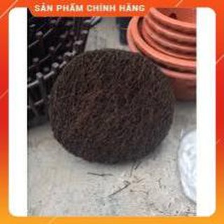 CHẬU DỚN TRỒNG LAN (DỚN ĐĨA).