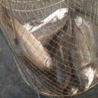 TINH MÙI CÂU CÁ THE ONE SÂM DỨA