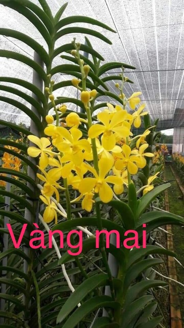 Lan mokara cây con - màu vàng