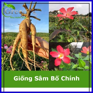 Hạt giống sâm bố chính thảo dược