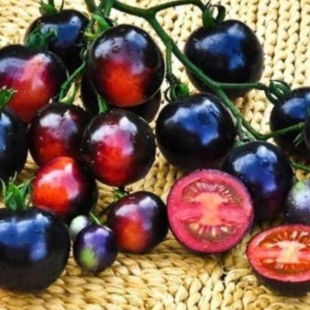 Gói 50 hat giống cà chua bi đen
