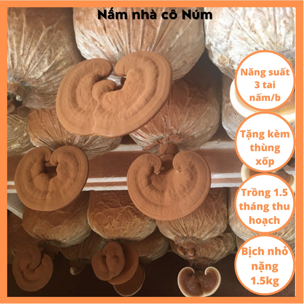 Bịch giống trồng nấm LINH CHI VN (Thùng 12 bịch), Bịch phôi giống nấm linh chi Việt Nam
