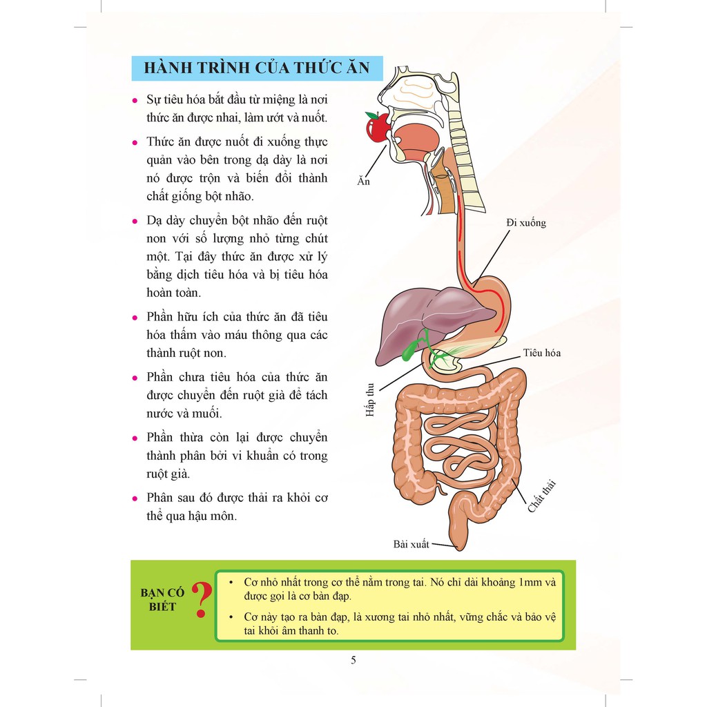 Sách - Cơ Thể Của Tôi Hoạt Động Như Thế Nào: Hệ Tiêu Hóa