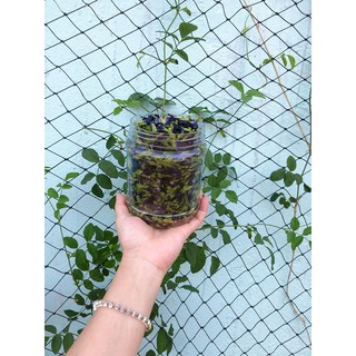 Hoa đậu biếc khô nhà trồng 50gr hạn sử dụng 12/2020
