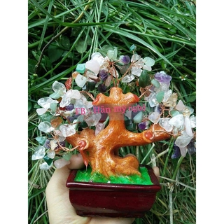 Cây tài lộc 15cm đủ màu