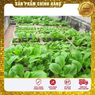 Hạt giống Cải Bẹ Dưa 20gram [Bán Sỉ]