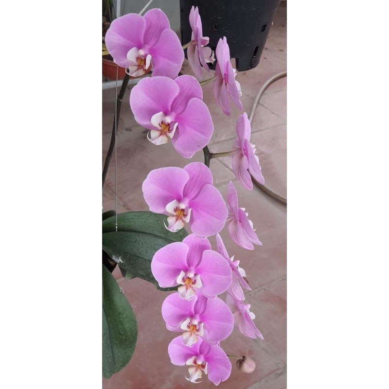 xả lô hồ điệp hoa đại cây đại | BigBuy360 - bigbuy360.vn