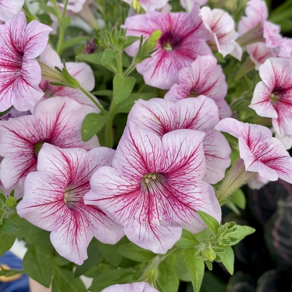 Hoa Dạ Yến Thảo nở 4 mùa dễ chăm sóc