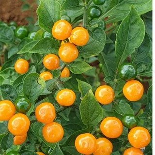 Ớt Charapita Tươi- 20 Quả 🌶(Ớt Đắt Nhất Thế Giới)