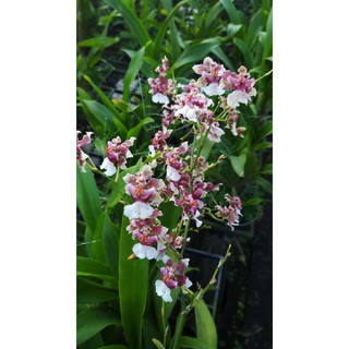Vũ nữ baby pink ( hồng)