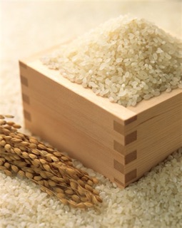 Gạo Japonica Koshi Hikari