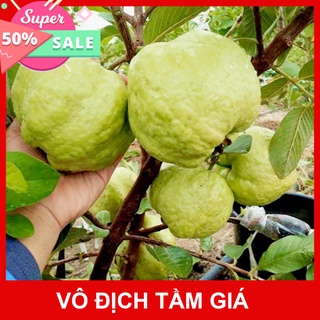 Giống Chuẩn Cây giống ổi không hạt