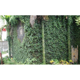Cây thằn lằn bò leo tường (cây vẩy ốc)