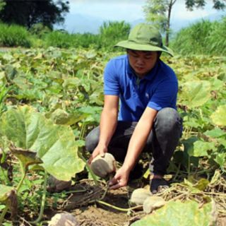 1kg hạt bí sống