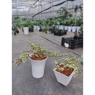 Sen đá dollar chậu nhựa trắng, cây lớn đẹp