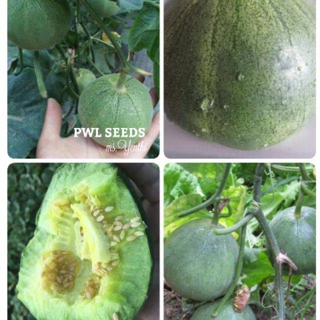 [PWL SEEDS] MUSKMELON - DƯA LÊ XANH NHẬT BẢN, HẠT GIỐNG 15 HẠT/ỐNG