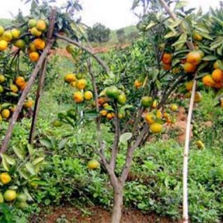 Cây cam cara ruột đỏ không hạt.