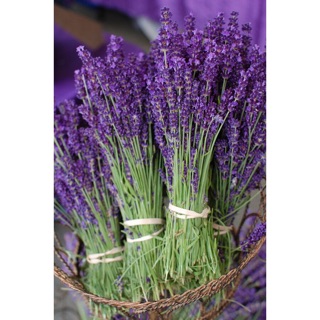 Hạt giống Hoa Oải Hương (Lavender)