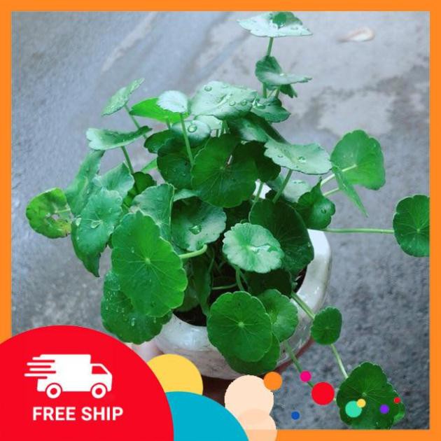 Chậu Cây Cỏ Đồng Tiền