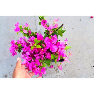 Chậu cây hoa Giấy bông màu hồng ( cây giao như hình)