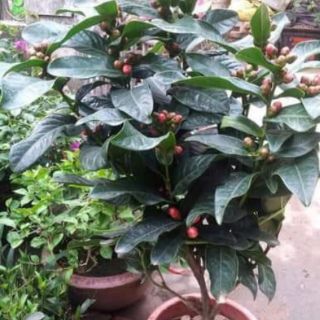Cây giống hải đường