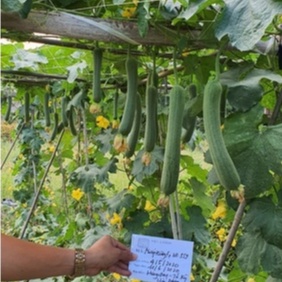 Hạt Giống Mướp Hương Quả Ngắn Thái Lan