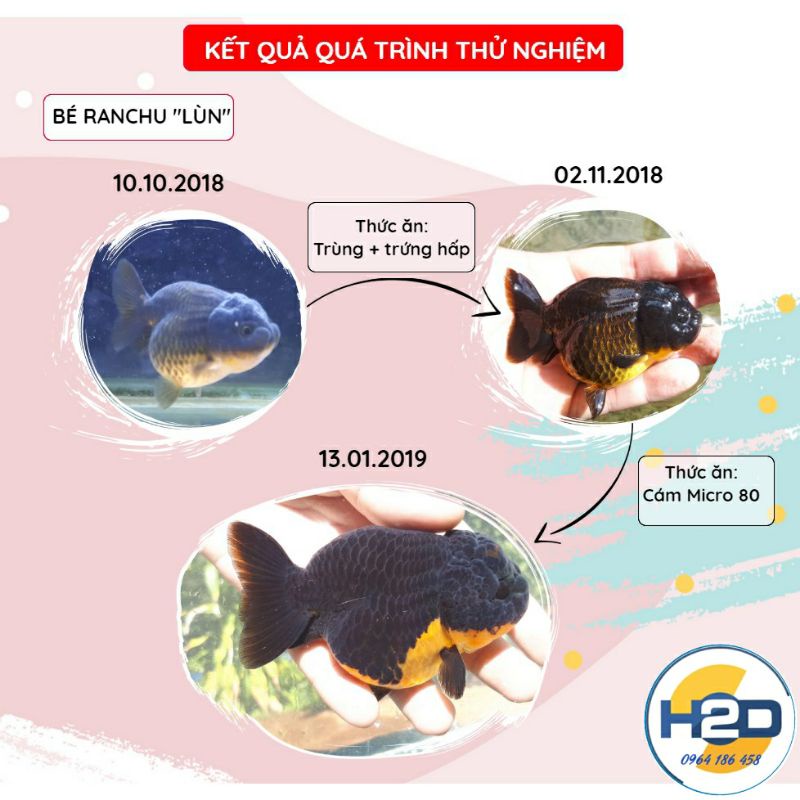 Cám cá Cảnh, Ranchu, Betta, cá 7 màu hạt siêu nhỏ, siêu tăng trọng《0.5Kg》