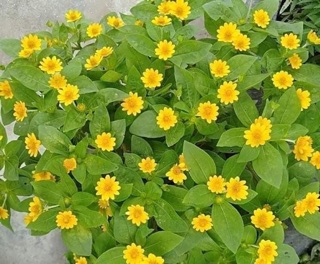 Cúc mặt trời