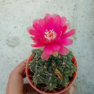 Xương rồng Thần Long