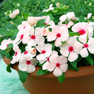 Gói 0.02g Dừa Cạn Lùn F1 Trắng Hồng +  tặng kèm 10 viên nén xơ dừa kích nảy mầm nhanh