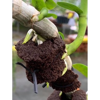 XỐP HỮU CƠ ƯƠM KEI HOA LAN