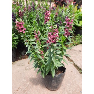hoa ngọc hân - violet nhật