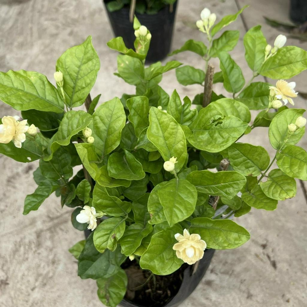 Hoa nhài SIÊU BÔNG MIX CHẬU để bàn