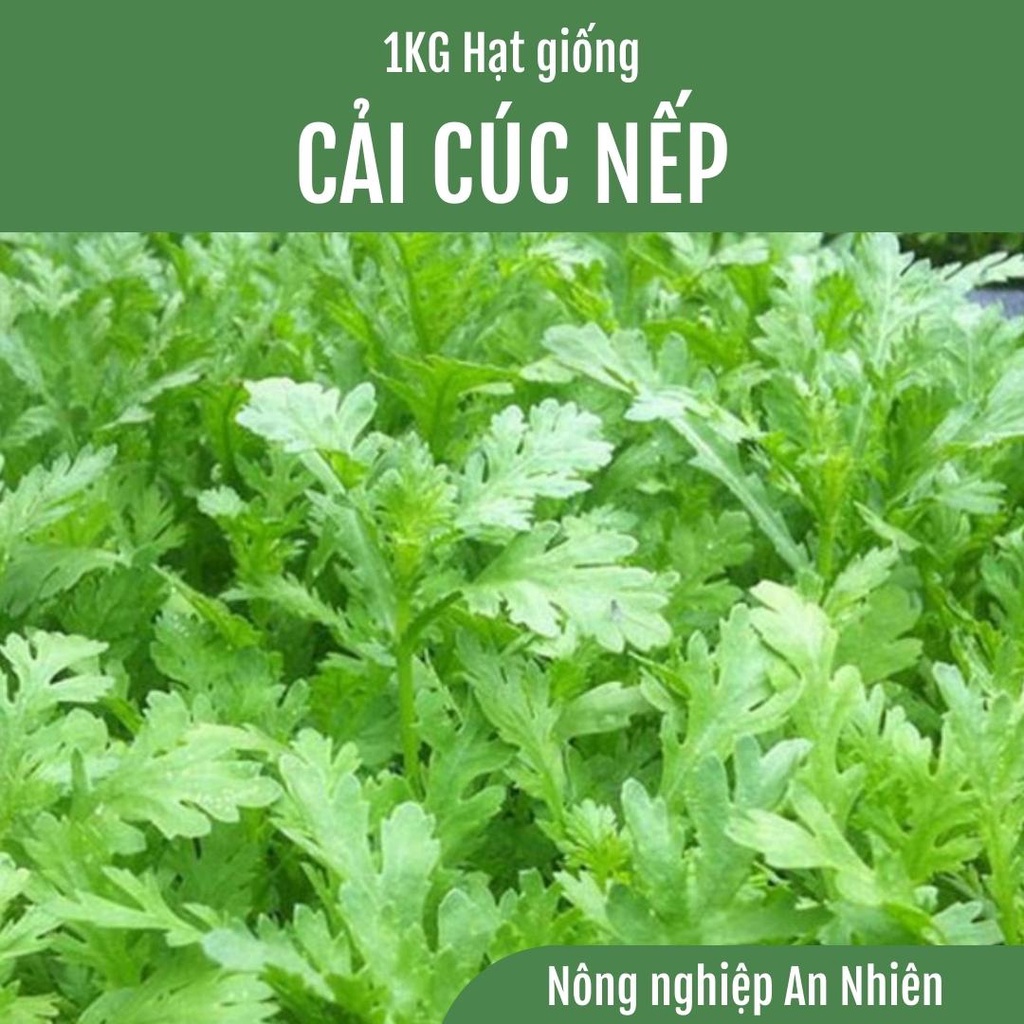 1Kg Hạt Giống CẢI CÚC NẾP (TẦN Ô)