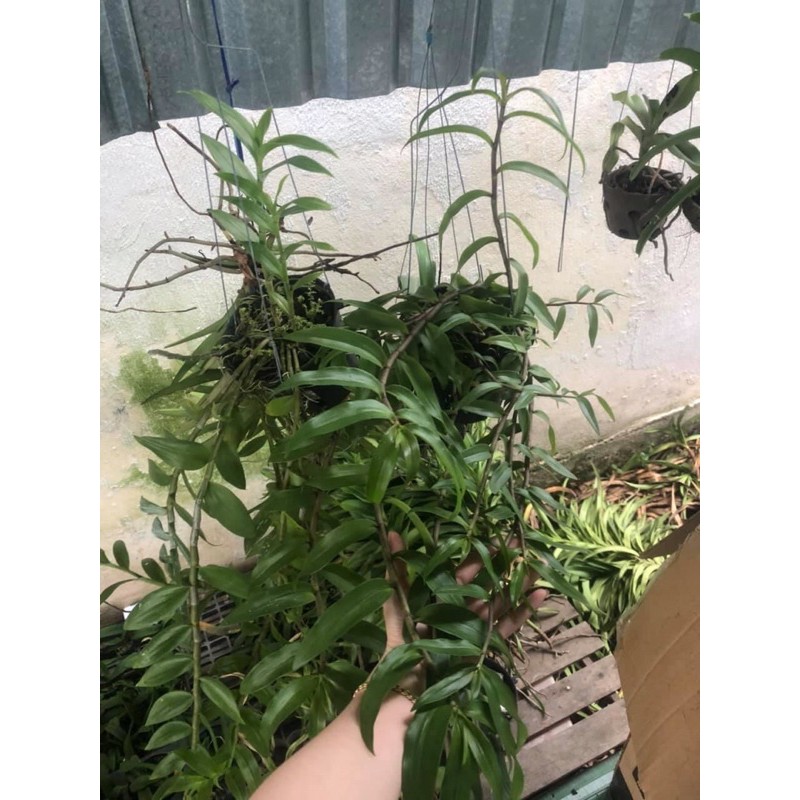 Kie giống lan giả hạc pháp - kie trên 20cm