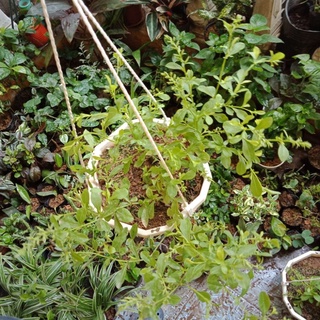 Chậu treo cây bạch xà