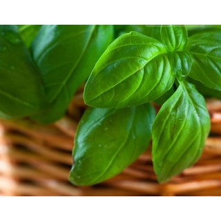 Hạt giống basil xanh
