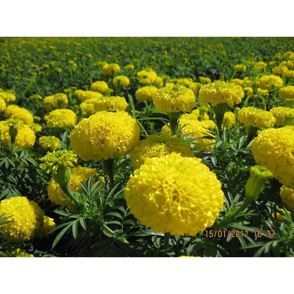 Gói 50 Hạt Giống Hoa Cúc Vạn Thọ Mỹ - Bông To ĐẾN MÙA TRỒNG TẾT luckyseed hạt siêu rẻ