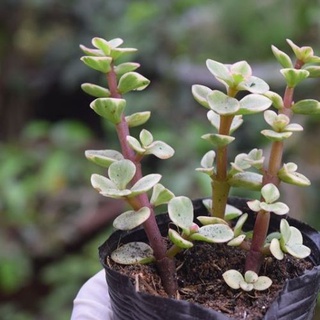 Sen đá đola trắng