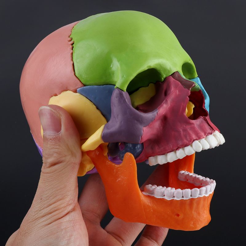 Set 15 Mô Hình Đầu Lâu 4D Tháo Rời Được Nhiều Màu Sắc