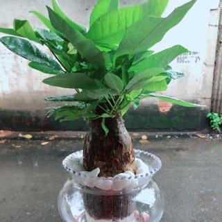 Chậu Kim Ngân Trồng Thuỷ Sinh