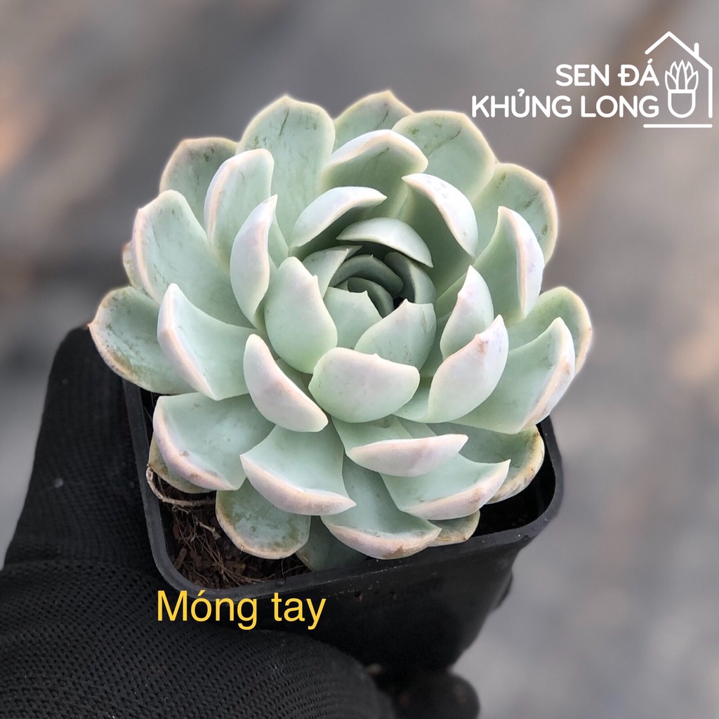 Sen đá Móng Tay - Echeveria elegans