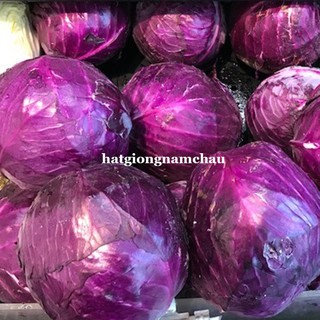 0,5 GR - HẠT GIỐNG BẮP CẢI TÍM