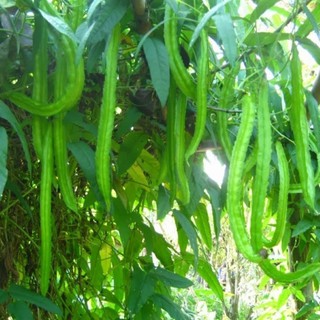 10gr - HẠT GIỐNG ĐẬU RỒNG