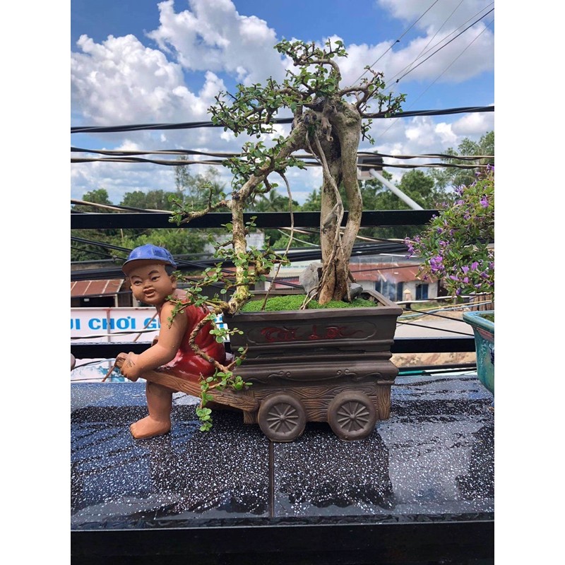 Chậu tượng bonsai E bé kéo xe