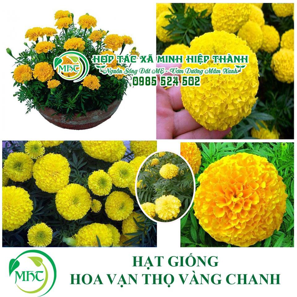 Hạt giống hoa cúc vạn thọ vàng chanh