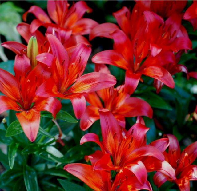 Củ hoa ly lùn màu đỏ tươi