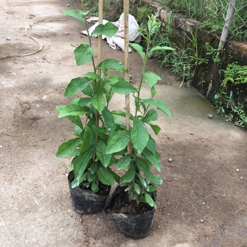COMBO 5 cây cúc tần ấn độ trồng bầu đen( như ảnh)